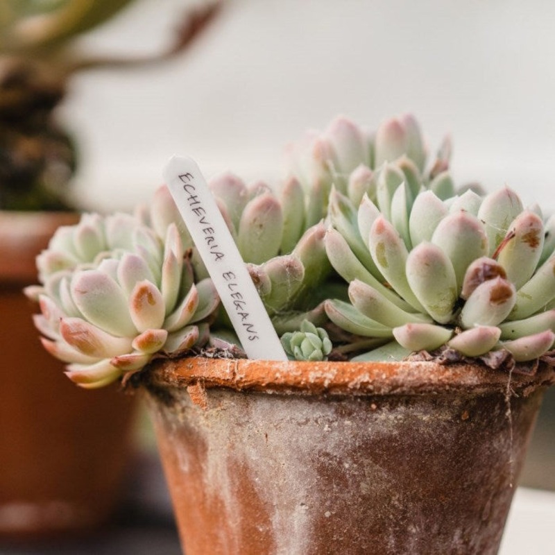 Plastic Plant Labels 13cm (5") Pack of 50