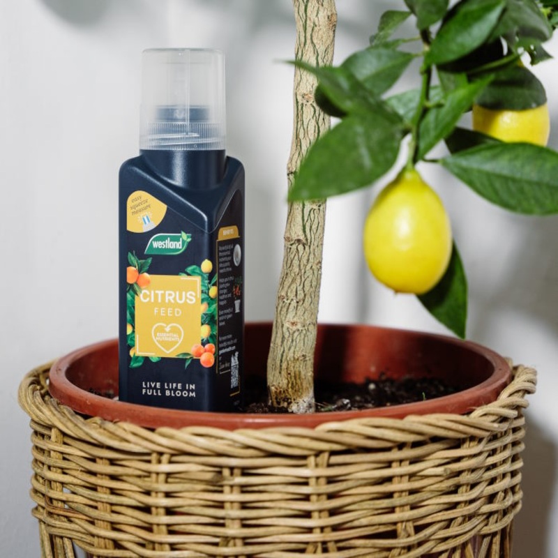 Westland Citrus Feed Concentrate 200ml