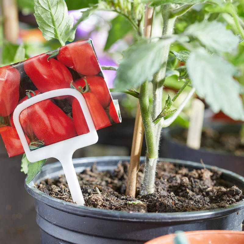 Plant and Seed T Labels 12.5cm 10 Pack